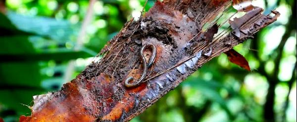 Un ver de terre en Martinique (genre Dichogaster) dans une Broméliacée © M. Coulis, Cirad